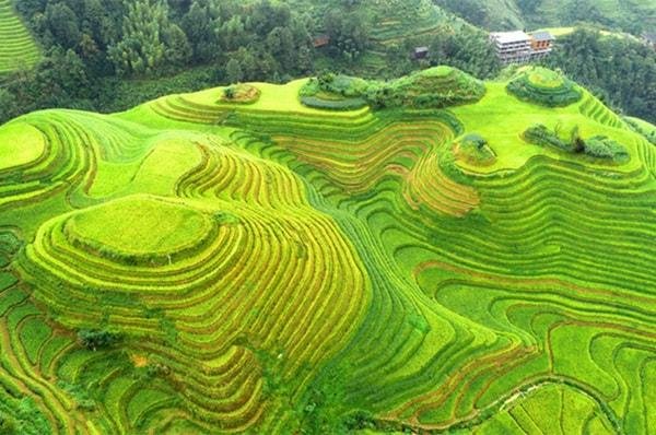 the-longji-rice-terraces.jpg